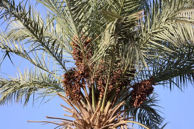 Palm farms in the Kingdom of Saudi Arabia, fresh date crop, agriculture and afforestation in the kingdom.