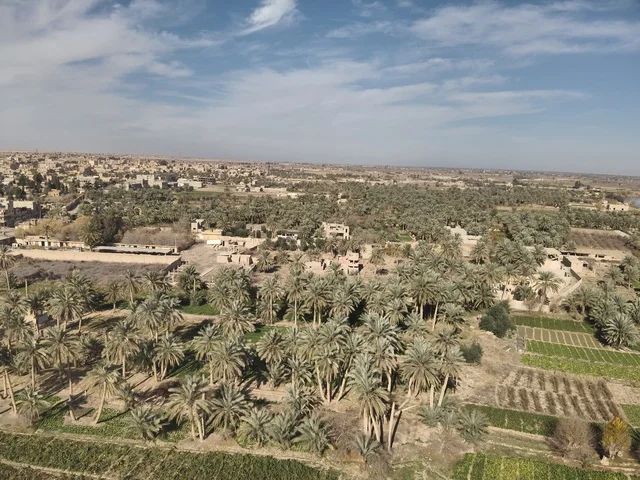 Palm farms in the Kingdom of Saudi Arabia, fresh date crop, agriculture and afforestation in the kingdom.