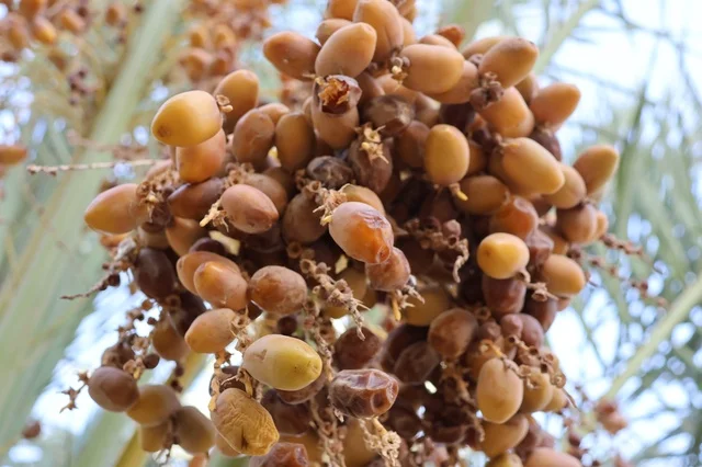 Palm farms in the Kingdom of Saudi Arabia, fresh date crop, agriculture and afforestation in the kingdom.