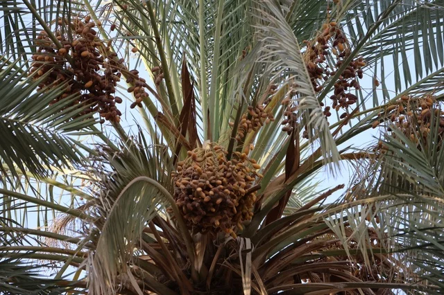 Palm farms in the Kingdom of Saudi Arabia, fresh date crop, agriculture and afforestation in the kingdom.