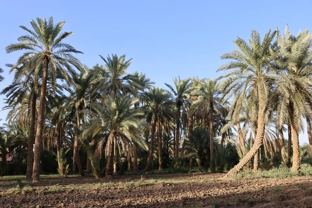 Palm farms in the Kingdom of Saudi Arabia, fresh date crop, agriculture and afforestation in the kingdom.