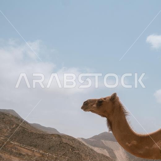 جمل في مواجهة جبال الصحراء والسماء