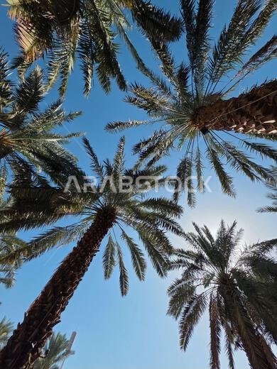 Low angle view of multiple date palm trees with green fronds reaching toward a clear blue sky, taken in Medina, Saudi Arabia.