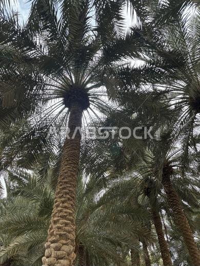 Tall palm trees photographed from a low angle with dense green leaves creating a natural tropical canopy