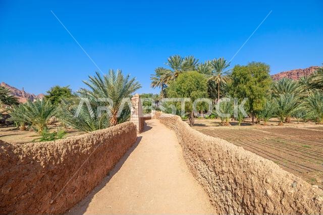 مسار تراثي في واحة العلا يمر عبر بستان وارف من أشجار النخيل وأراضٍ مزروعة، محاط بجدران طينية تقليدية تحت مياه زرقاء صافية مسار تراثي في واحة العلا يمر عبر بستان وارف من أشجار النخيل وأراضٍ مزروعة، محاط بجدران طينية تقليدية تحت مياه زرقاء صافية