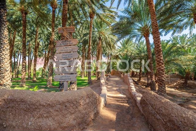 AlUla oasis heritage trail sign guiding visitors along ancient pathways, framed by lush date palms and traditional mudbrick walls in the historic