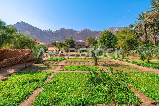 تُساهم قنوات الري التقليدية التي تغذي الحقول المزروعة والحدائق في خلق مزارع واحات خضراء نابضة بالحياة في المناظر الطبيعية القاحلة لمنطقة العلا، السعودية. تُساهم قنوات الري التقليدية التي تغذي الحقول المزروعة والحدائق في خلق مزارع واحات خضراء نابضة بالحياة في المناظر الطبيعية القاحلة لمنطقة العلا، السعودية.