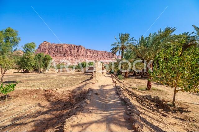 Aerial view capturing a tourist walking along the ancient farms of Alula oasis heritage trail, surrounded by palm trees, fruit plants, and the iconic