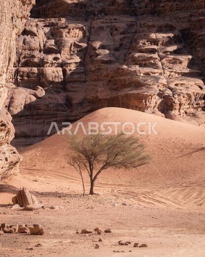 Vertical shot of solitary tree in a desert with dune and rock wall in backdrop, Tabuk, Saudi Arabia