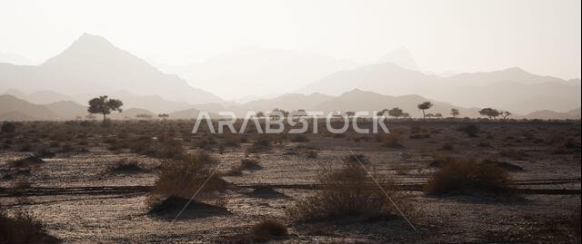 منظر طبيعي صحراوي جاف ذو غطاء نباتي قليل وجبال شاهقة في الخلفية، تبوك، المملكة العربية السعودية