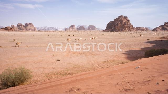 Camels with calves walking through desert landscape with sand and mountains, Tabuk, Saudi Arabia Camels with calves walking through desert landscape with sand and mountains, Tabuk, Saudi Arabia