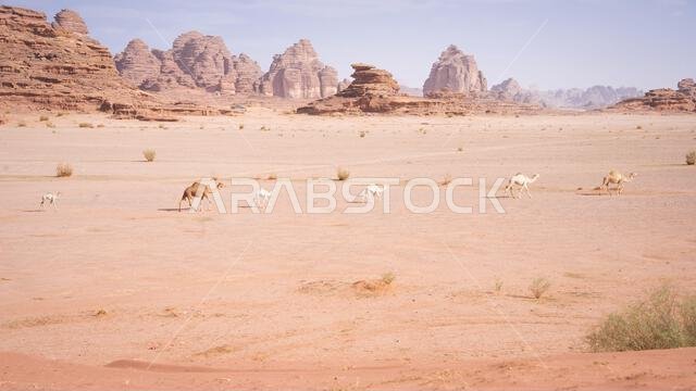 Camels walking through dry desert landscape with rock formations in backdrop, Tabuk, Saudi Arabia Camels walking through dry desert landscape with rock formations in backdrop, Tabuk, Saudi Arabia