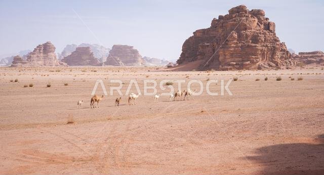 Camels with calves walking through desert landscape with sand and mountains, Tabuk, Saudi Arabia