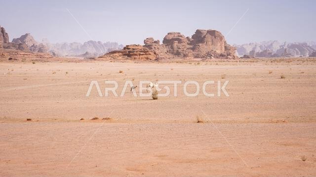 Camel with calf in the desert landscape with mountains in backdrop, Tabuk, Saudi Arabia