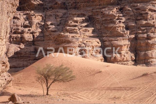 Solitary tree in a desert with sand dune and rock wall in backdrop, Tabuk, Saudi Arabia