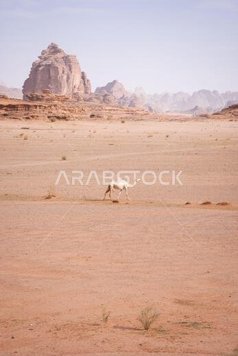Vertical shot of white camel walking through desert landscape with mountains, Tabuk, Saudi Arabia