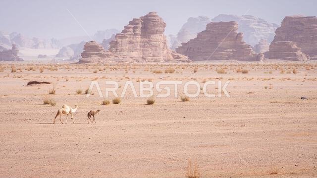 Camel with calf walking through desert landscape with mountains in backdrop, Tabuk, Saudi Arabia