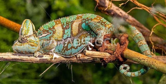 Close-up view of a Veiled chameleon (Chamaeleo calyptratus)