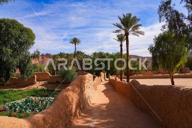 Traditional mudbrick wall path weaving through the lush green palm oasis in AlUla, Saudi Arabia