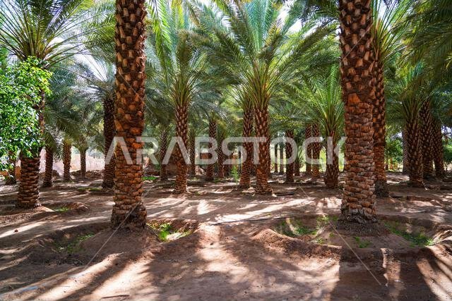 Dense grove of date palm trees with traditional irrigation system in the oasis of AlUla, Saudi Arabia