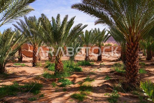 أشجار نخيل التمر الوارفة في واحة العلا التاريخية، المملكة العربية السعودية