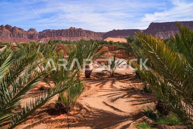أشجار نخيل التمر الوارفة في واحة العلا التاريخية، المملكة العربية السعودية