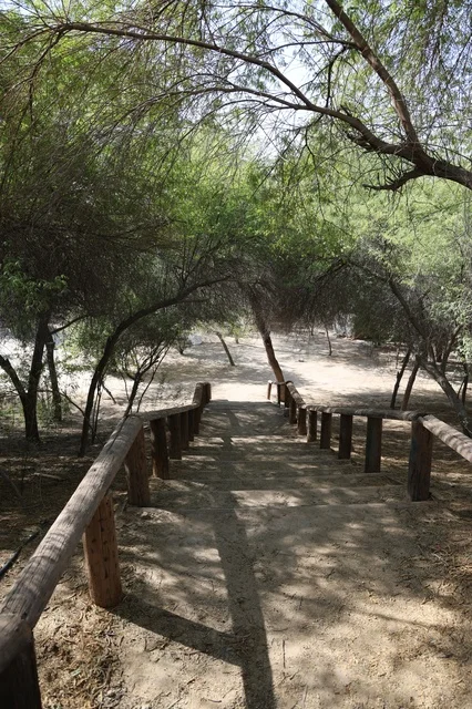Wooden Stairs in Al-Ahsa National Park Saudi Arabia