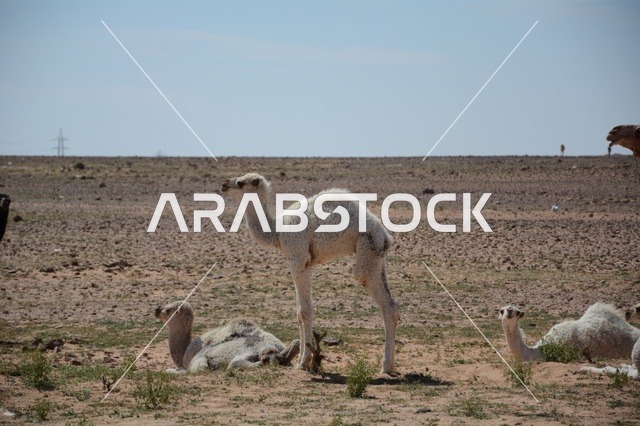 صغار الإبل البيضاء في صحراء المملكة العربية السعودية