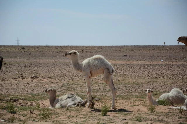 Young White Camels in Saudi Arabia Desert Daylight
