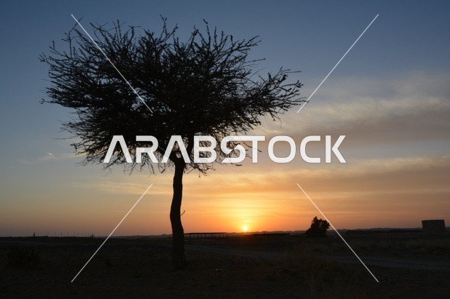 شجرة ظلية في صحراء المملكة العربية السعودية وقت الغروب