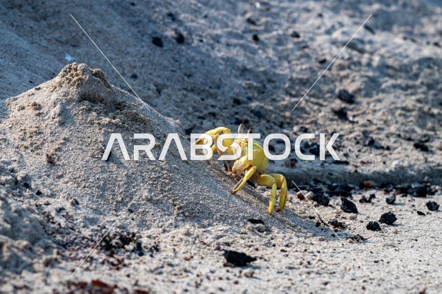 Yellow Ghost Crab on Red Sea Sandy Beach Close Up