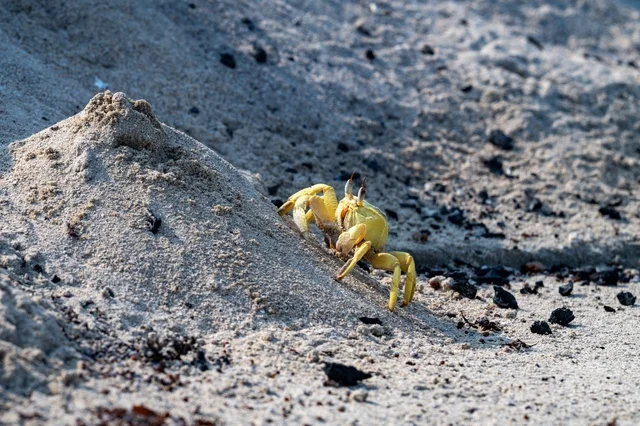 Yellow Ghost Crab on Red Sea Sandy Beach Close Up