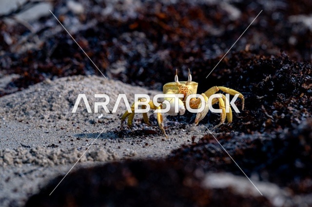 Yellow Ghost Crab on Red Sea Sandy Beach Shore Close Up