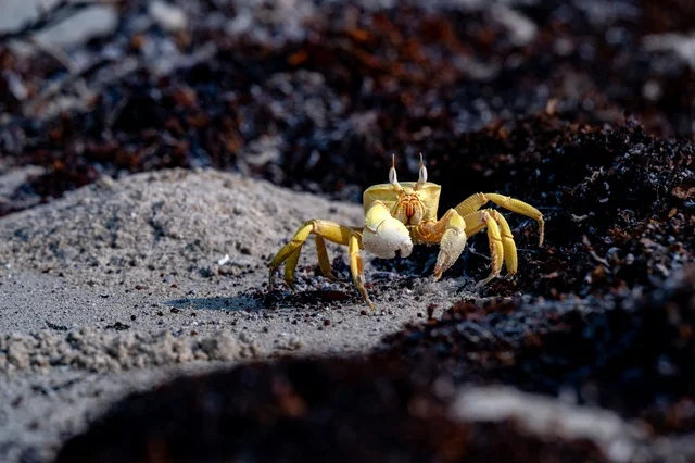 Yellow Ghost Crab on Red Sea Sandy Beach Shore Close Up