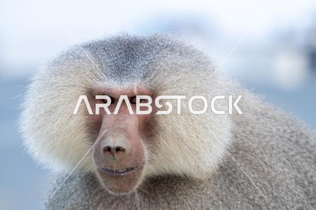 Hamadryas Baboon Close Up Portrait in Asir Saudi Arabia