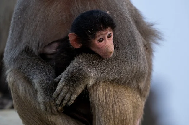 Hamadryas Baboon Mother and Infant in Asir