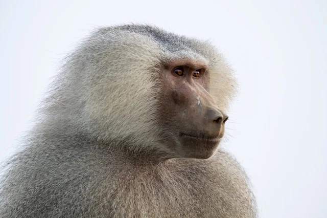 Male Hamadryas Baboon in Asir Saudi Arabia