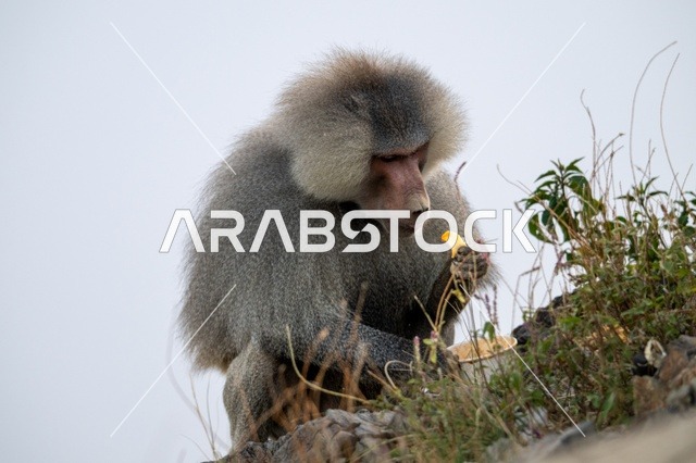 Hamadryas Baboon Monkey in Asir Saudi Arabia Eating