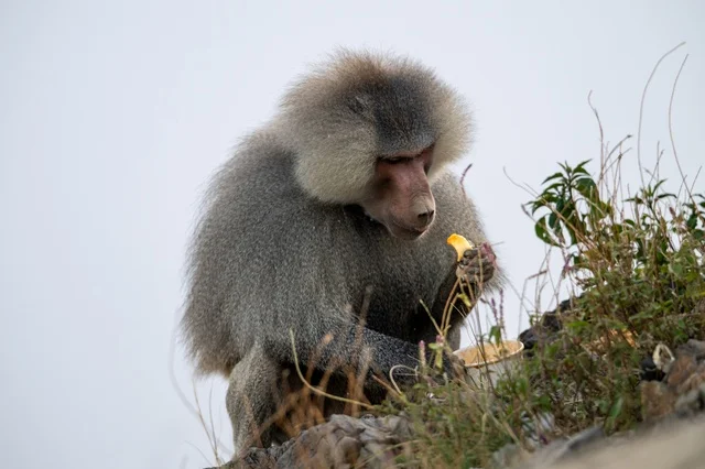 Hamadryas Baboon Monkey in Asir Saudi Arabia Eating
