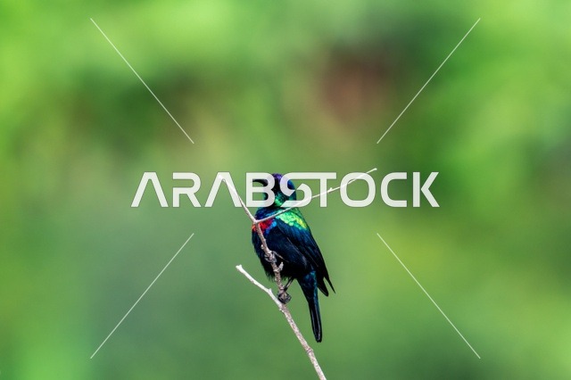 Arabian Sunbird on Thin Branch Closeup