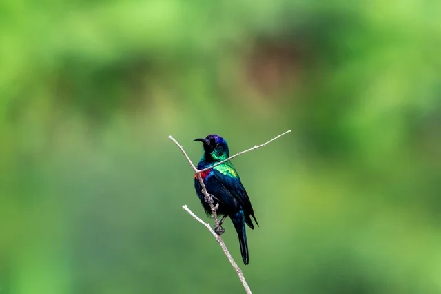 Arabian Sunbird on Thin Branch Closeup