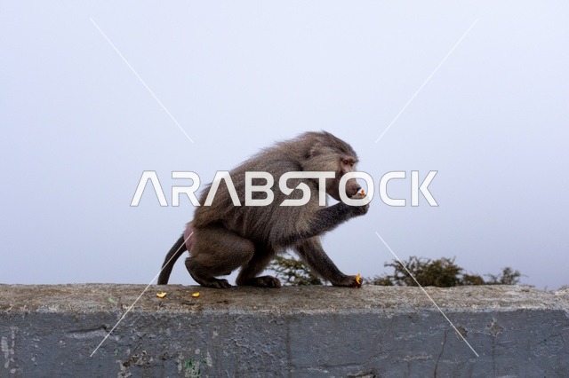 Hamadryas Baboon Monkey on Concrete Wall in Asir Mist
