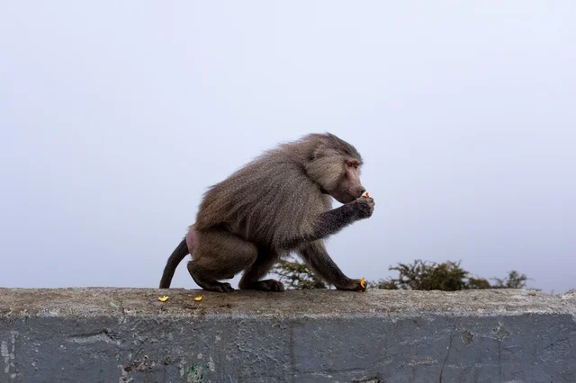 Hamadryas Baboon Monkey on Concrete Wall in Asir Mist