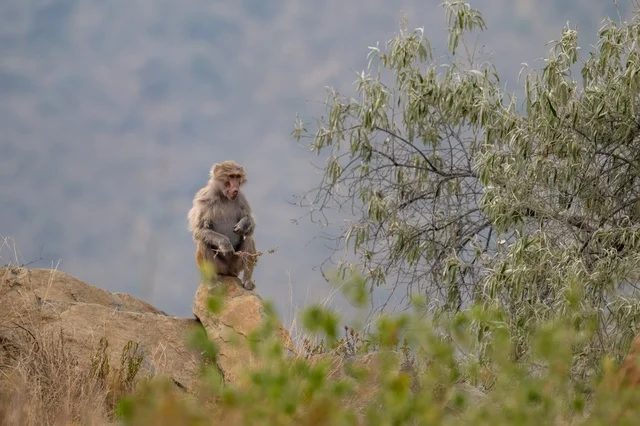 Baboon Monkey on Rocky Cliff in Asir Saudi Arabia
