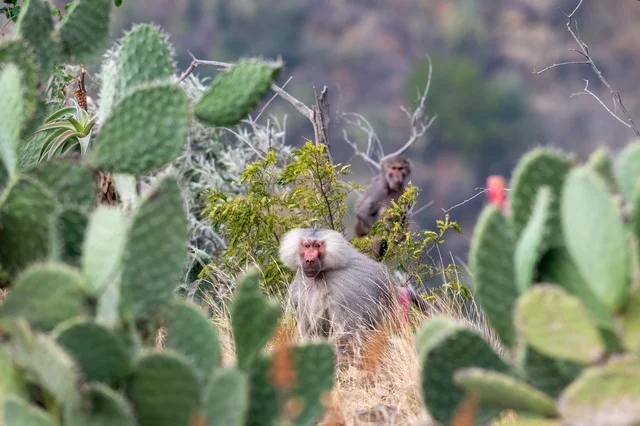 Hamadryas Baboons in Asir Mountains Saudi Arabia