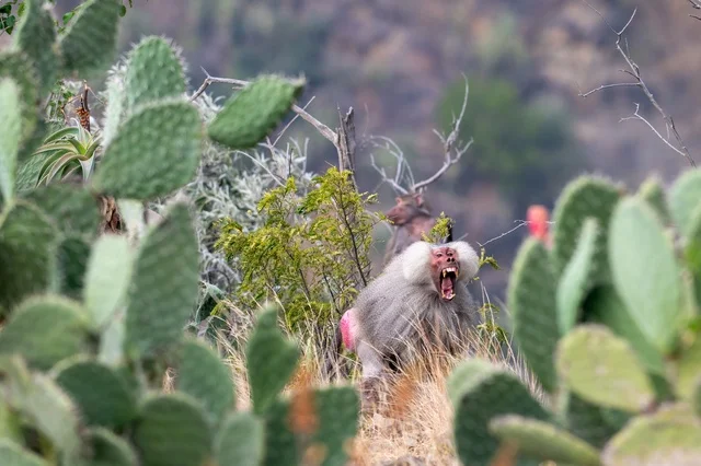 Wild Hamadryas Baboon in Asir Saudi Arabia Mountains