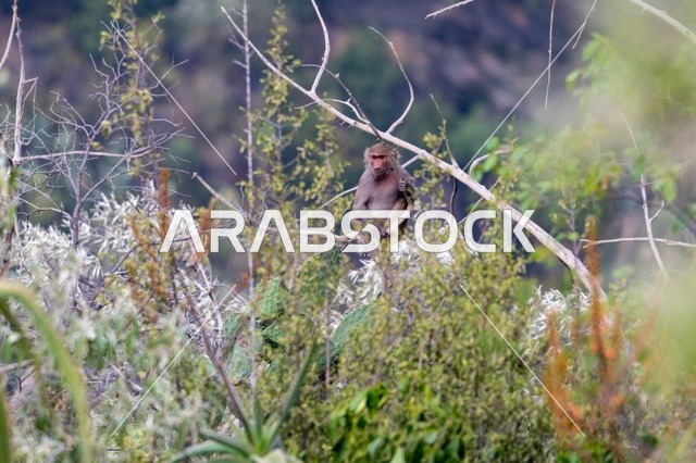Hamadryas Baboon Monkey in Asir Saudi Arabia Nature