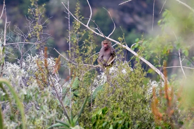 Hamadryas Baboon Monkey in Asir Saudi Arabia Nature