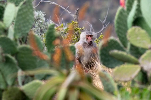 Wild Hamadryas Baboon in Asir Saudi Arabia Mountains