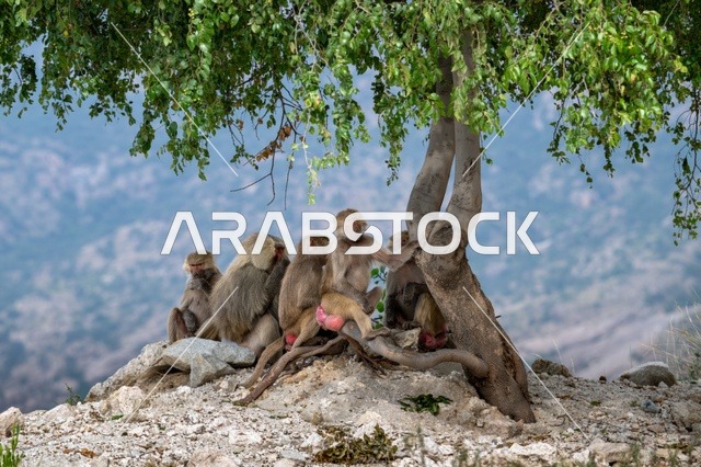 Hamadryas Baboons Under a Tree in Asir Saudi Arabia